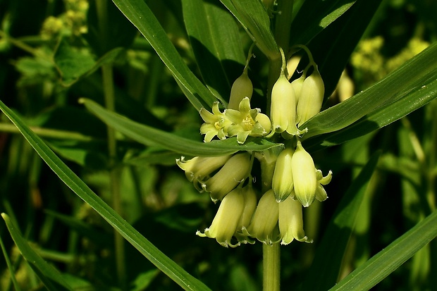 kokorík praslenatý Polygonatum verticillatum (L.) All.