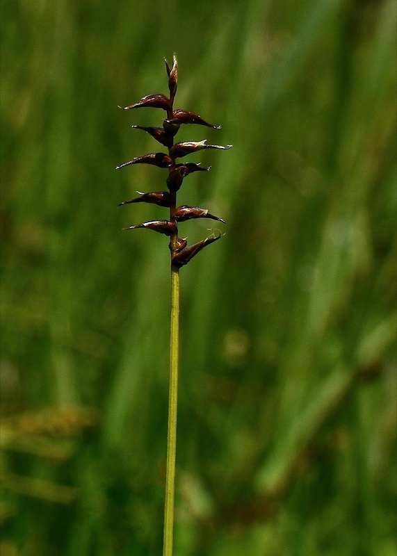 ostrica davallova Carex davalliana Sm.
