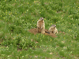 svišť horský tatranský