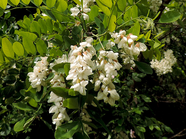 agát biely Robinia pseudoacacia L.