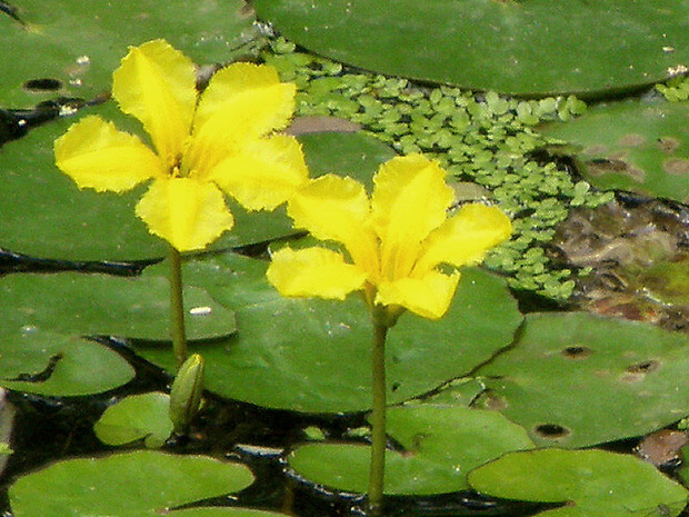 leknovec štítnatý Nymphoides peltata (S. G. Gmel.) Kuntze