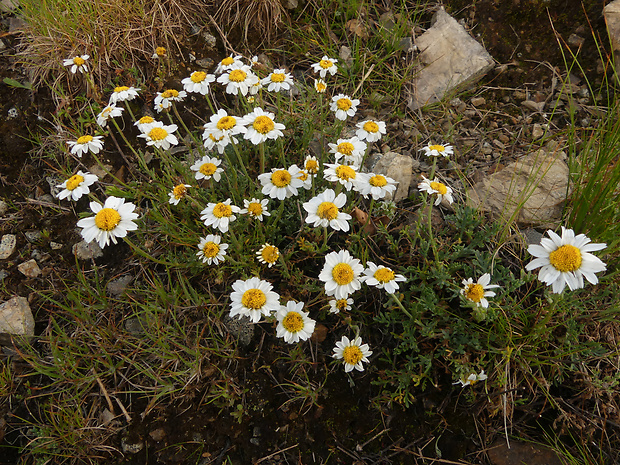 pakrálik alpínsky Leucanthemopsis alpina (L.) Heywood