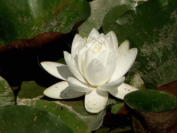 lekno biele Nymphaea alba L.