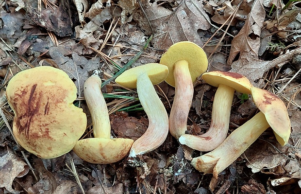 suchohríb plstnatý žltý Boletus subtomentosus var. luteolus L.