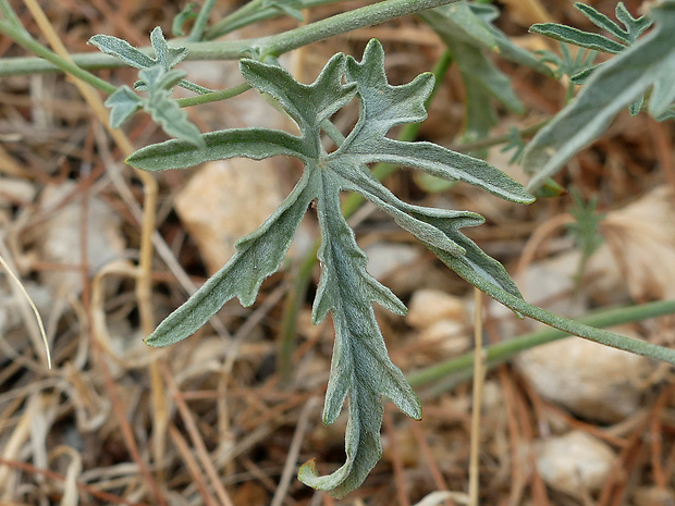 pupenec Convolvulus althaeoides subsp. tenuissimus (Sm.) Batt.