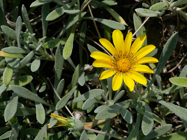 Gazania jurineifolia Dc.