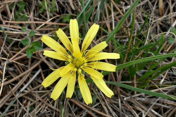 hadomor rakúsky Scorzonera austriaca Willd.