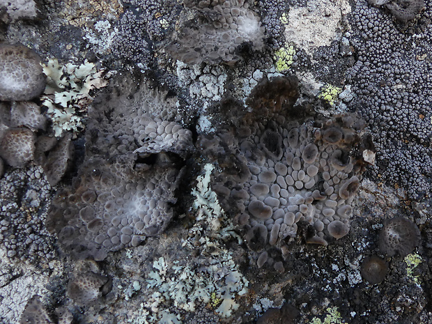 pupkovka obyčajná Lasallia pustulata (L.) Mérat