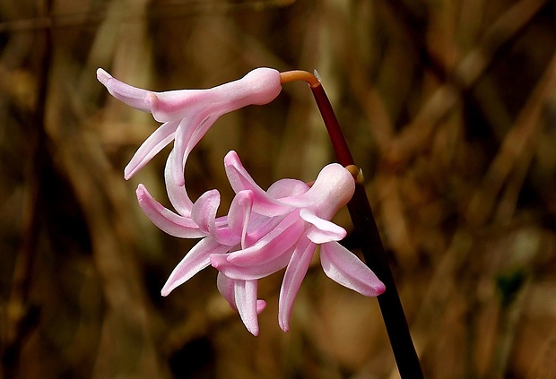 hyacint východný Hyacinthus orientalis ( L.)