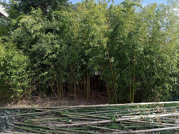 bambus Phyllostachys sp.