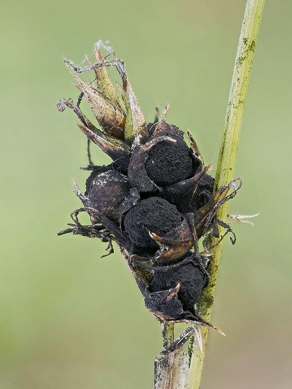 guľkovník ostricový Anthracoidea caricis (Pers.) Bref.