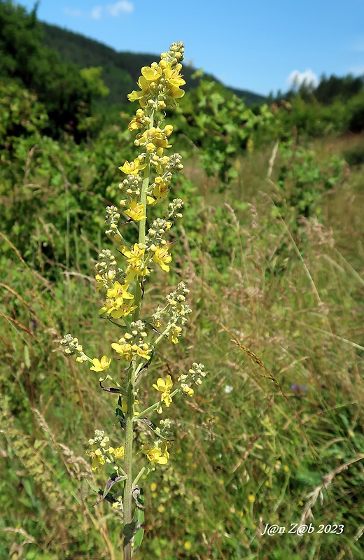 divozel úhľadný Verbascum speciosum Schrad.