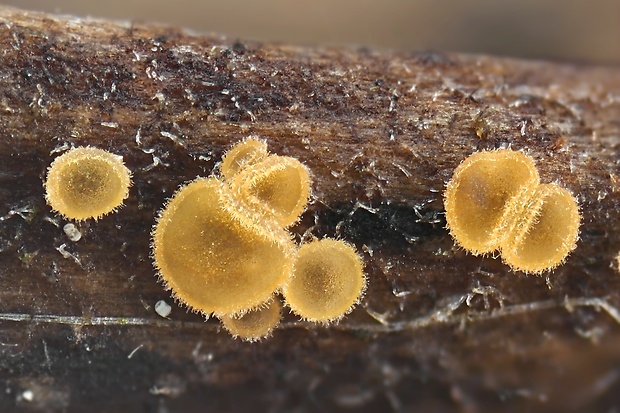 Calycellina ulmariae (Lasch) Korf