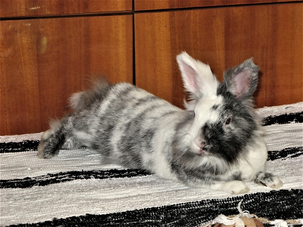 zakrpatený králik Teddy gén, čierno - biely strakáč, samička