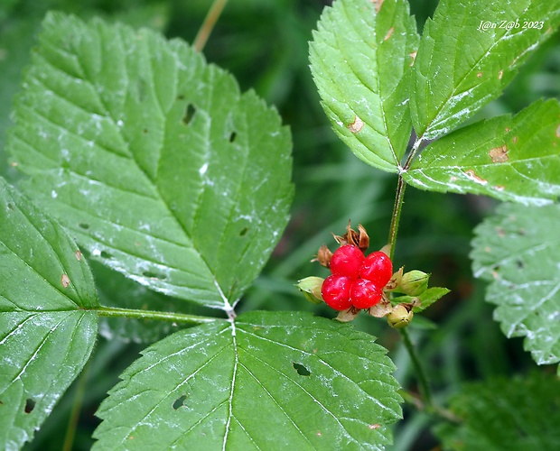 ostružina skalná Rubus saxatilis L.