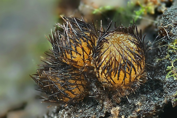 štítovnička Scutellinia setosa (Nees) Kuntze
