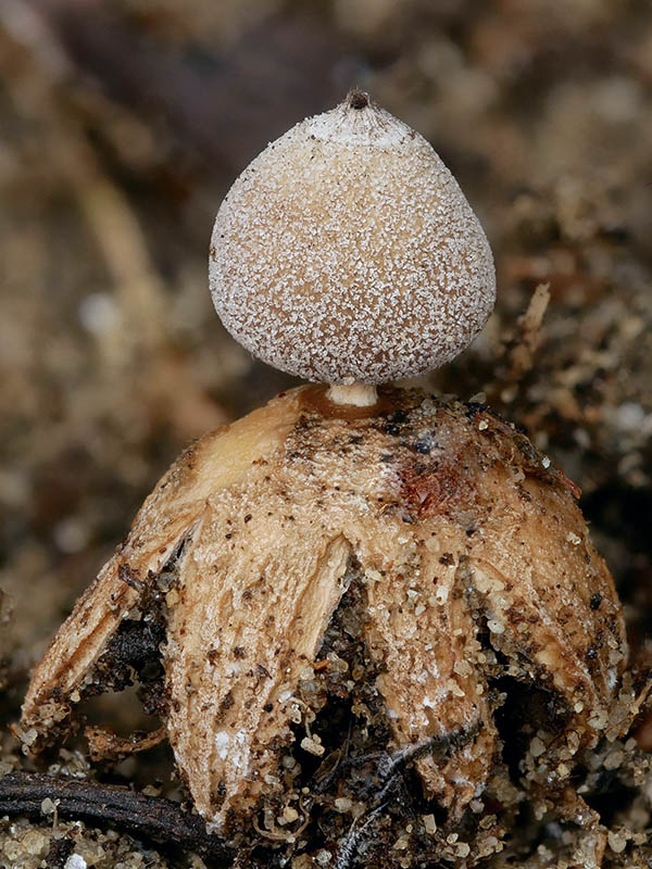 hviezdovka Geastrum granulosum Fuckel