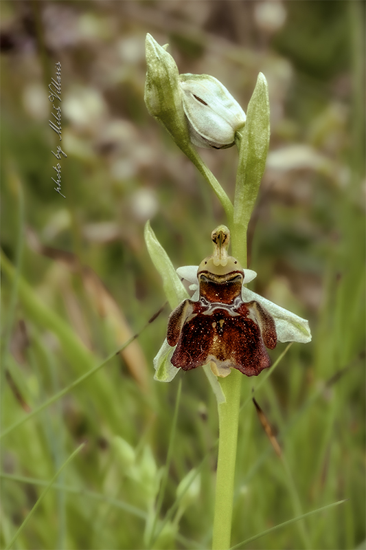 hmyzovník včelovitý Ophrys apifera Huds.