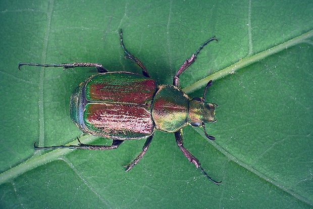 zelenák lesklý (sk) / zdobenec zelenavý (cz) Gnorimus nobilis (Linnaeus, 1758)