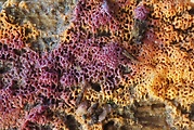 voskopórovka purpurová