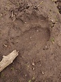 stopa medveďa hnedého - Suchárová 963 m.n.m.🐻👍