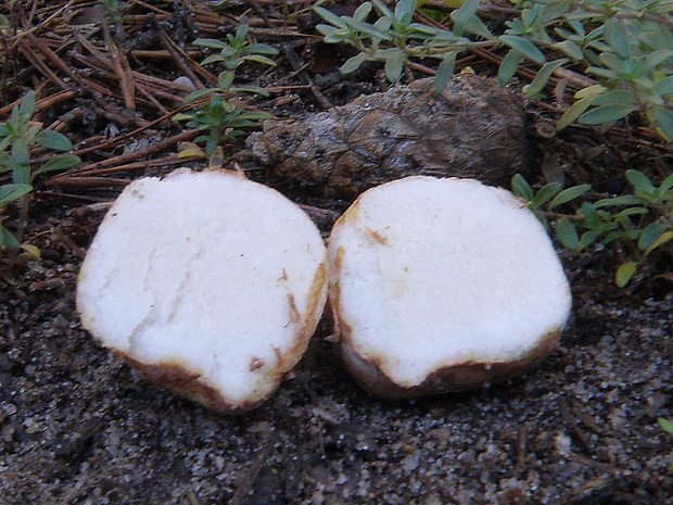 koreňovec Rhizopogon sp.