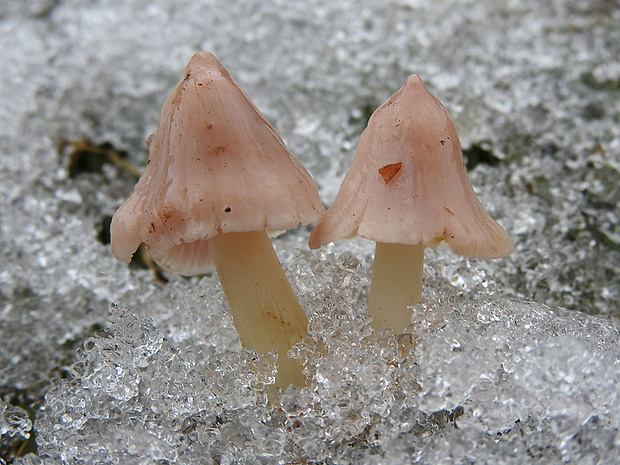 lúčnica ružovočervená Porpolomopsis calyptriformis (Berk.) Bresinsky