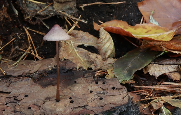 prilbička fialovookrajová Mycena purpureofusca (Peck) Sacc.