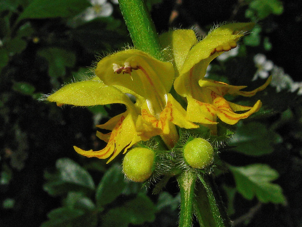 hluchavník horský Galeobdolon montanum (Pers.) Rchb.