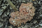strapačka koralovitá