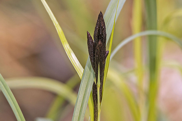 ostrica Carex sp.