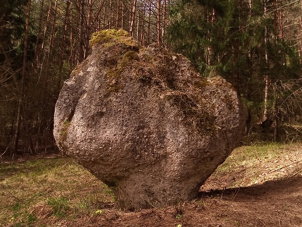 skalný hríb smrčok - Súľovské skaly