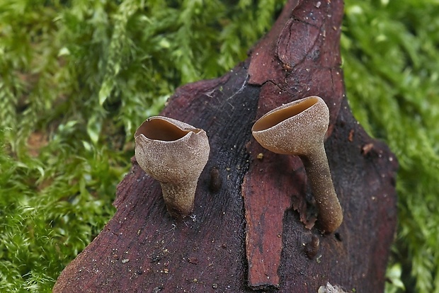 jahňadka hrdzavá Ciboria rufofusca (O. Weberb.) Sacc.