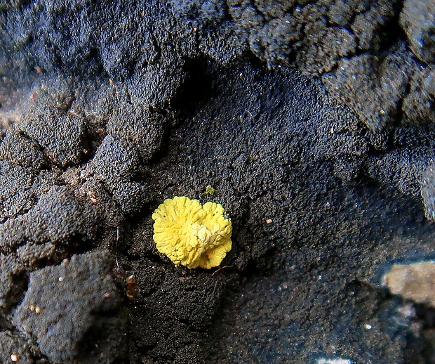 mnohospórovka žltá  Pleopsidium chlorophanum (Wahlenb.) Zopf