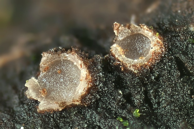 Karstenia rhopaloides (Sacc.) Baral