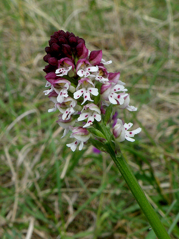 neotinea počerná pravá Neotinea ustulata subsp. ustulata (L.) R. M. Bateman, A. M. Pridgeon et M. W. Chase