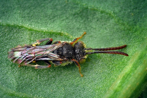 čalúnnica Megachilidae