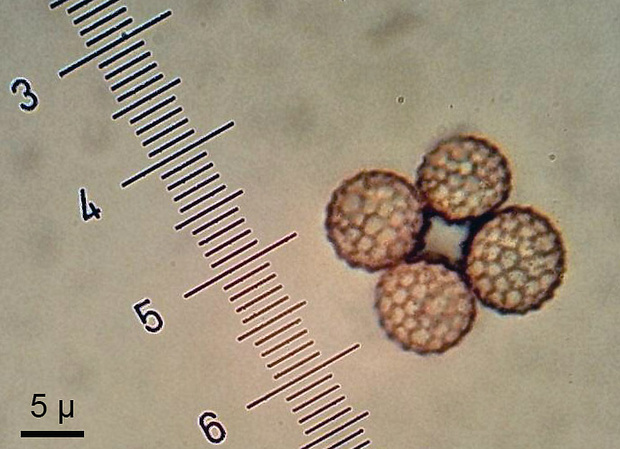 sneť Microbotryum dianthorum (Liro) H. Scholz & I. Scholz