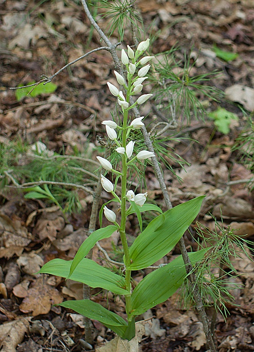 prilbovka dlholistá Cephalanthera damasonium (Mill.) Druce
