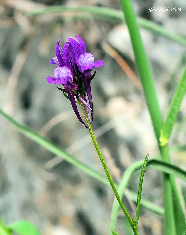 pyštek Linaria pelisseriana (L.) Miller