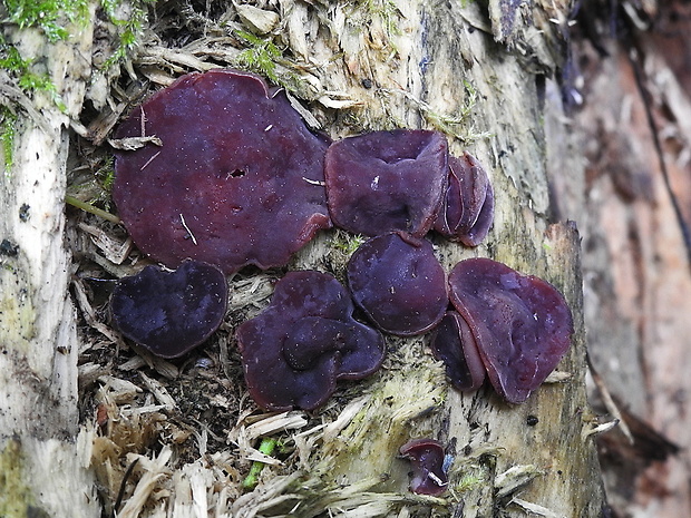 čiaška purpurová Purpureodiscus subisabellinus (Le Gal) Van Vooren