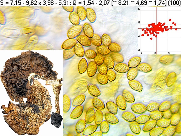 pavučinovec ihličnanový Cortinarius coniferarum (M.M. Moser) Moënne-Locc. & Reumaux