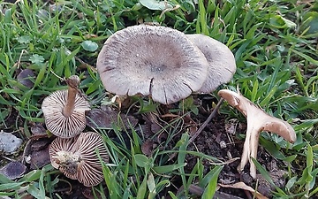 huba