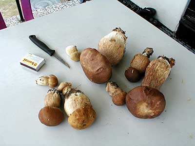 úlovok