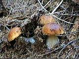 rodinka