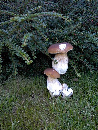 zrastené trio