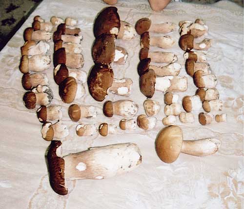 dubáky