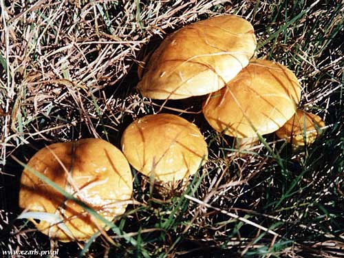 masliak smrekovcový Suillus grevillei (Klotzsch) Singer