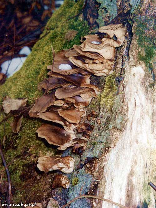 hliva lievikovitá Pleurotus cornucopiae (Paulet) Rolland
