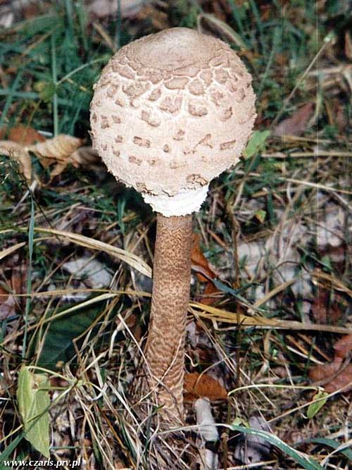 bedľa vysoká Macrolepiota procera (Scop.) Singer